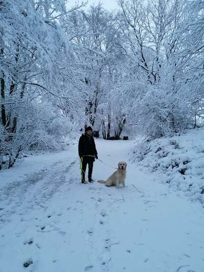Wo sind die Golden Retriever Liebhaber?-Beitrag-Bild