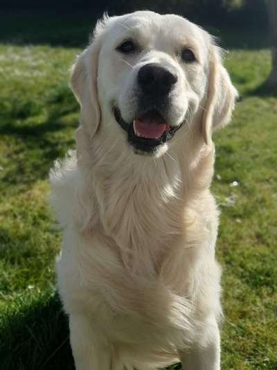 Wo sind die Golden Retriever Liebhaber?-Beitrag-Bild