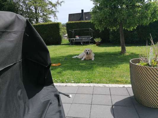 Wo sind die Golden Retriever Liebhaber?-Beitrag-Bild