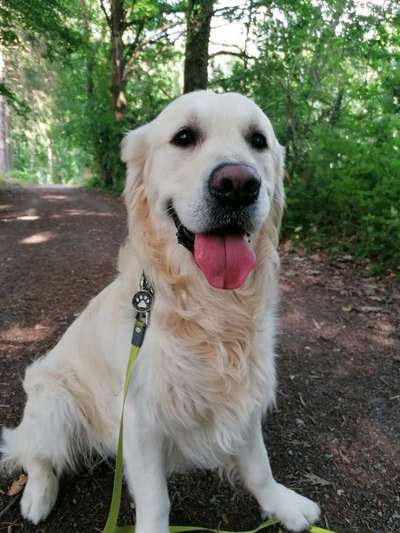 Wo sind die Golden Retriever Liebhaber?-Beitrag-Bild