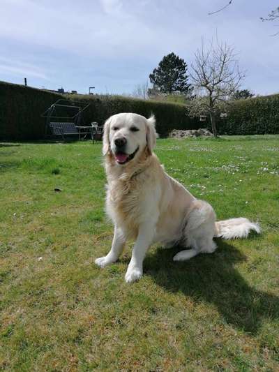 Wo sind die Golden Retriever Liebhaber?-Beitrag-Bild
