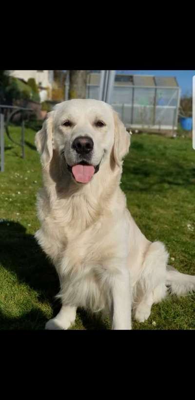 Wo sind die Golden Retriever Liebhaber?-Beitrag-Bild