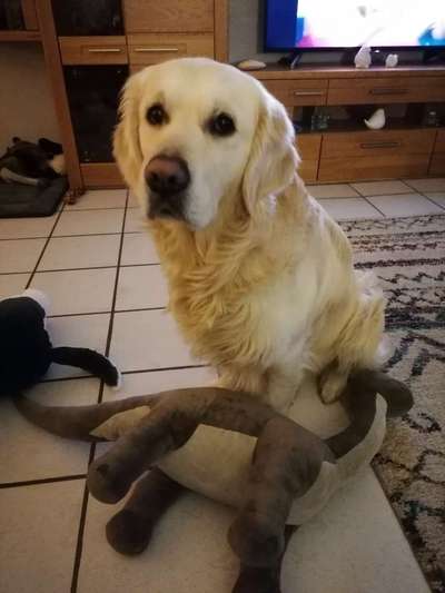 Wo sind die Golden Retriever Liebhaber?-Beitrag-Bild