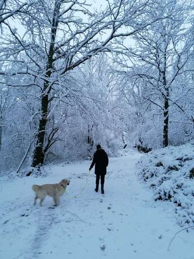 Wo sind die Golden Retriever Liebhaber?-Beitrag-Bild