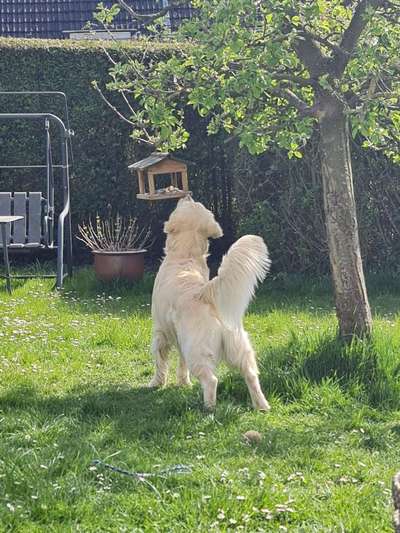 Wo sind die Golden Retriever Liebhaber?-Beitrag-Bild
