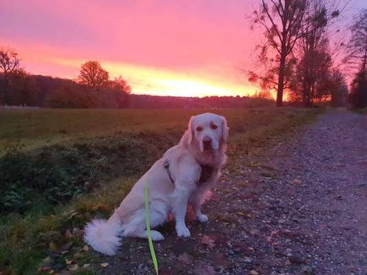 Wo sind die Golden Retriever Liebhaber?-Beitrag-Bild