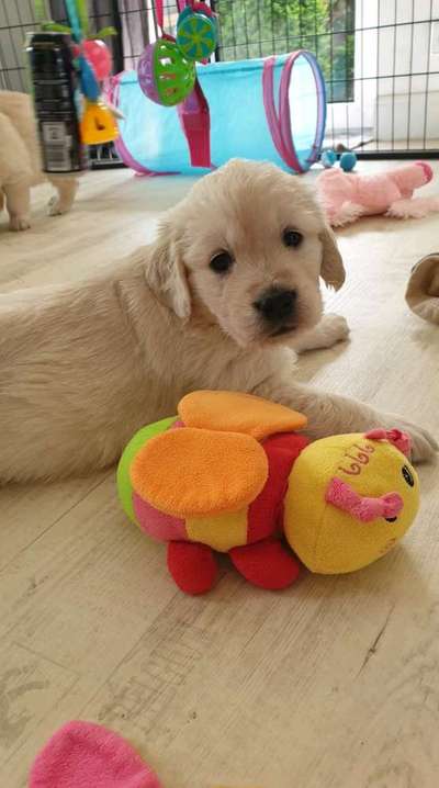 Wo sind die Golden Retriever Liebhaber?-Beitrag-Bild