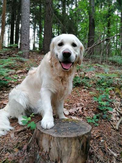 Wo sind die Golden Retriever Liebhaber?-Beitrag-Bild