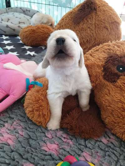 Wo sind die Golden Retriever Liebhaber?-Beitrag-Bild