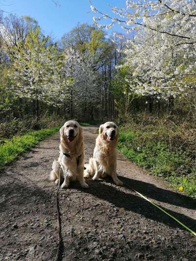 Wo sind die Golden Retriever Liebhaber?-Beitrag-Bild