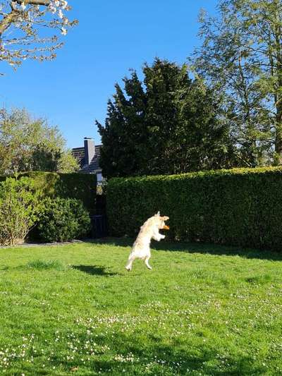 Wo sind die Golden Retriever Liebhaber?-Beitrag-Bild