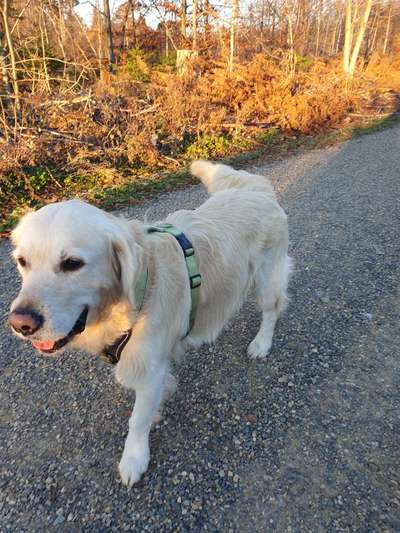 Wo sind die Golden Retriever Liebhaber?-Beitrag-Bild