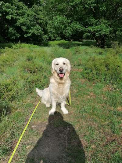 Wo sind die Golden Retriever Liebhaber?-Beitrag-Bild