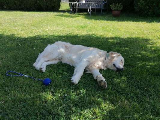 Wo sind die Golden Retriever Liebhaber?-Beitrag-Bild