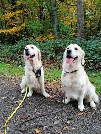 Wo sind die Golden Retriever Liebhaber?-Beitrag-Bild