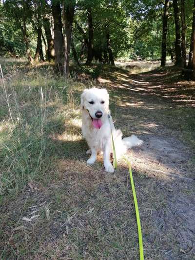 Wo sind die Golden Retriever Liebhaber?-Beitrag-Bild