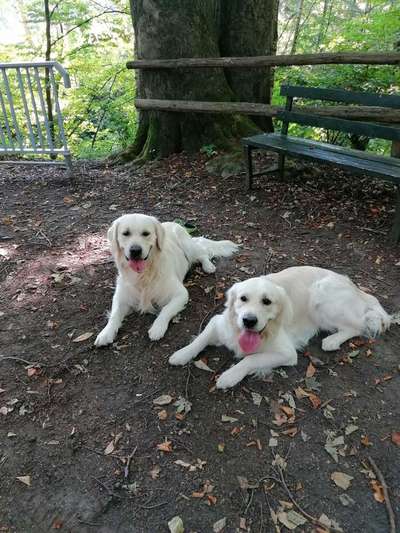 Wo sind die Golden Retriever Liebhaber?-Beitrag-Bild