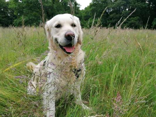 Wo sind die Golden Retriever Liebhaber?-Beitrag-Bild