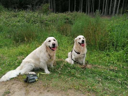 Wo sind die Golden Retriever Liebhaber?-Beitrag-Bild