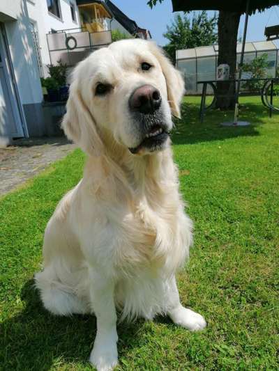 Wo sind die Golden Retriever Liebhaber?-Beitrag-Bild