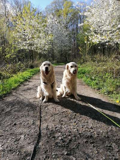 Wo sind die Golden Retriever Liebhaber?-Beitrag-Bild