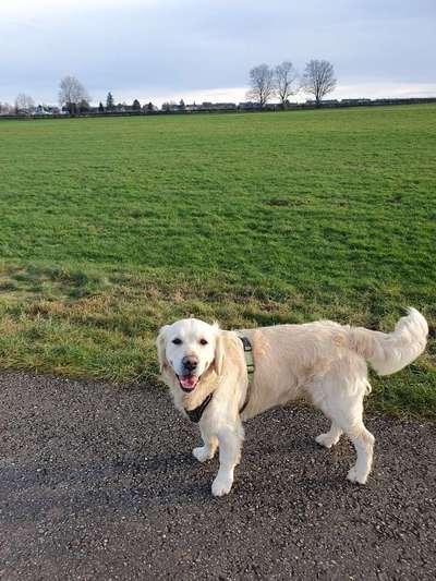 Wo sind die Golden Retriever Liebhaber?-Beitrag-Bild