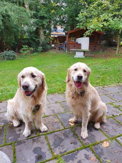 Wo sind die Golden Retriever Liebhaber?-Beitrag-Bild