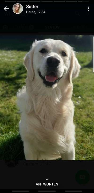 Wo sind die Golden Retriever Liebhaber?-Beitrag-Bild