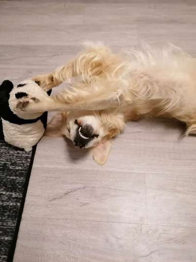 Wo sind die Golden Retriever Liebhaber?-Beitrag-Bild