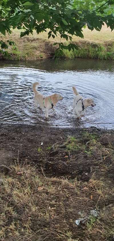 Wo sind die Golden Retriever Liebhaber?-Beitrag-Bild