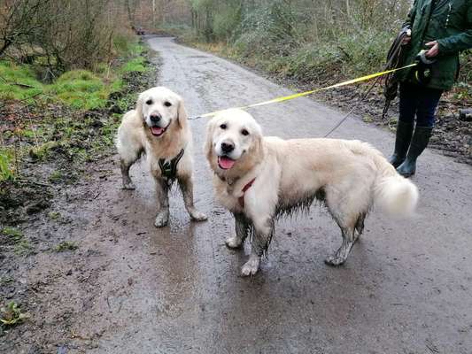 Wo sind die Golden Retriever Liebhaber?-Beitrag-Bild
