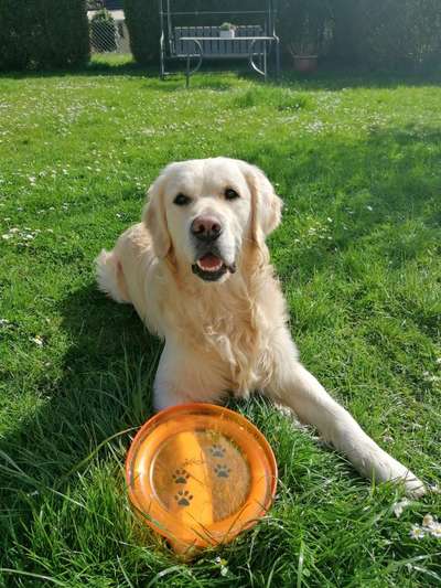 Wo sind die Golden Retriever Liebhaber?-Beitrag-Bild