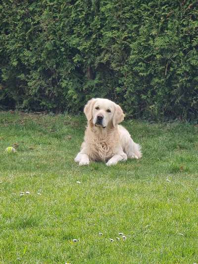 Wo sind die Golden Retriever Liebhaber?-Beitrag-Bild
