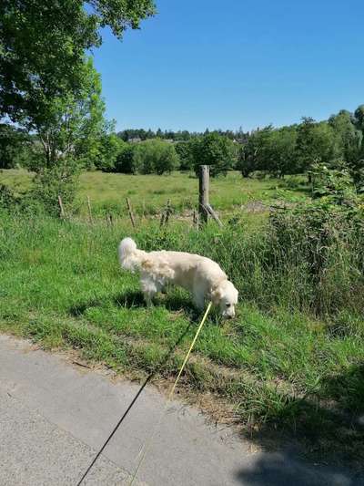 Wo sind die Golden Retriever Liebhaber?-Beitrag-Bild
