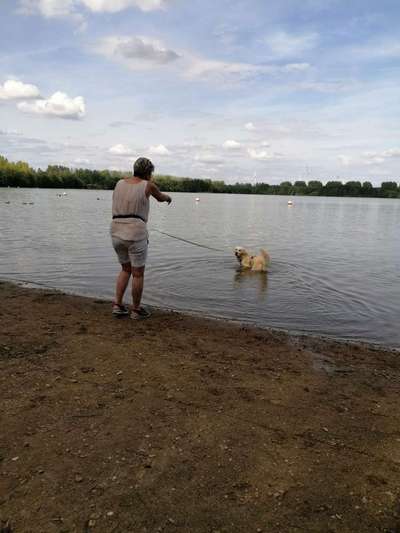 Wo sind die Golden Retriever Liebhaber?-Beitrag-Bild