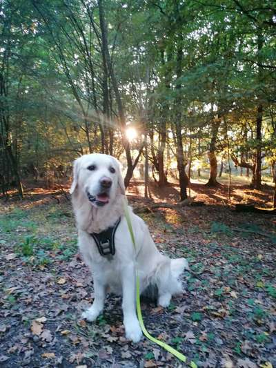 Wo sind die Golden Retriever Liebhaber?-Beitrag-Bild