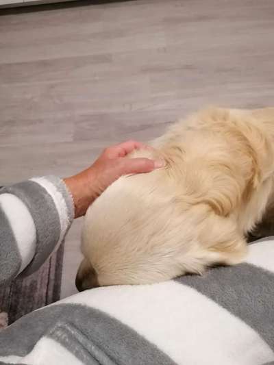 Wo sind die Golden Retriever Liebhaber?-Beitrag-Bild
