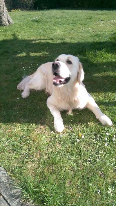 Wo sind die Golden Retriever Liebhaber?-Beitrag-Bild