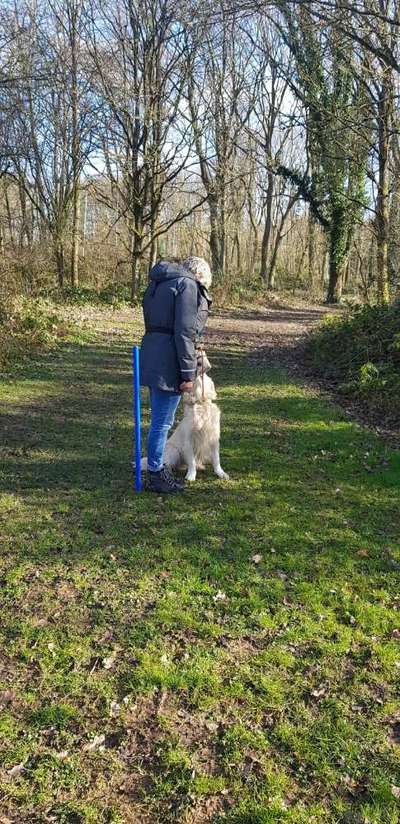 Wo sind die Golden Retriever Liebhaber?-Beitrag-Bild