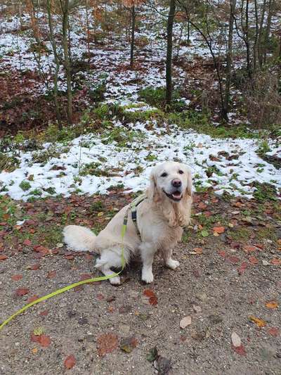 Wo sind die Golden Retriever Liebhaber?-Beitrag-Bild