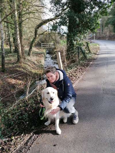 Wo sind die Golden Retriever Liebhaber?-Beitrag-Bild