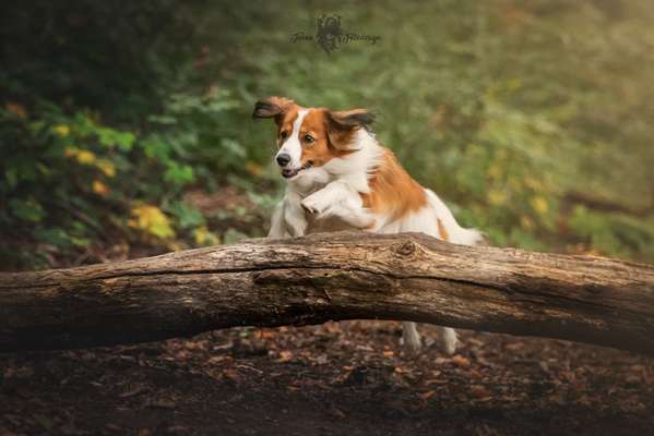 Reinrassige Hunde?-Beitrag-Bild