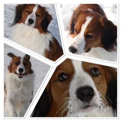 Kooikerhondje-Beitrag-Bild