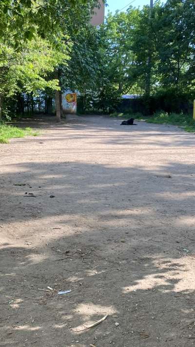 Hundeauslaufgebiet-Hundeauslaufzone Volkmannstrasse-Bild