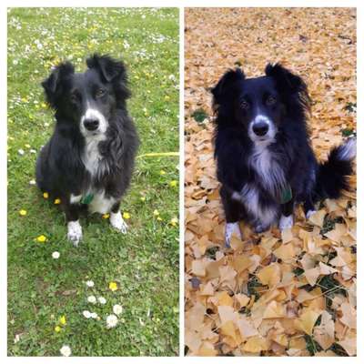 TierschutzhundeStammtisch🐕-Beitrag-Bild