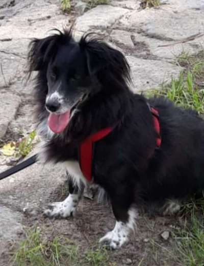 Auslandstierschutz-Beitrag-Bild