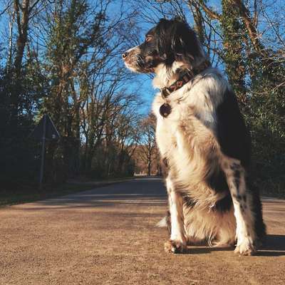 Hundetreffen-Hundetreffen-Bild