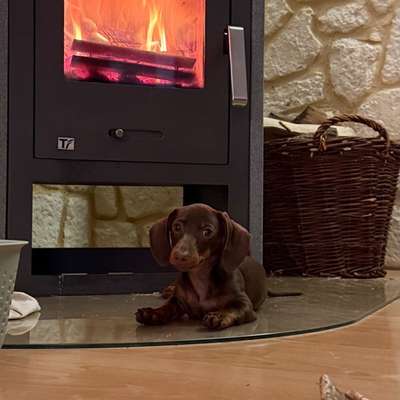 Hundetreffen-Spielpartner gesucht-Bild