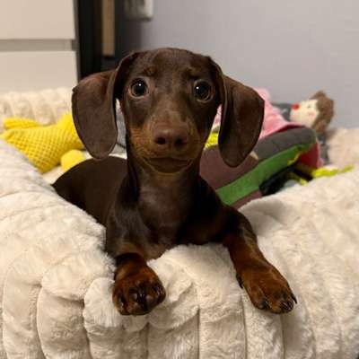 Hundetreffen-Gassi und Spielrunden-Bild