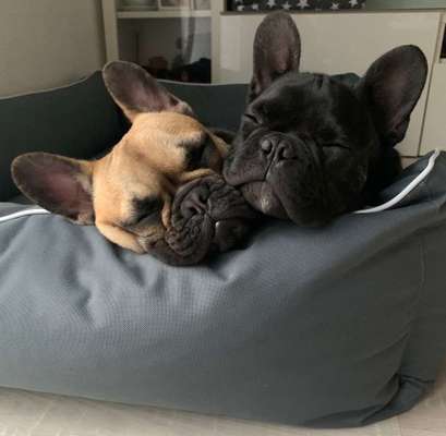 Dein Hund im Dogorama-Kalender 2021-Beitrag-Bild